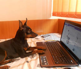 Care-of-pets-to-sit-in-the-office