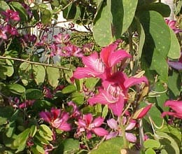 rigging in name of floriculture