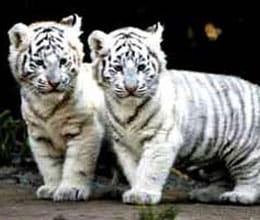 bitch breastfeeds tiger cubs