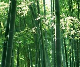how to manage position learn from bamboo tree