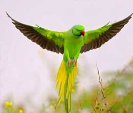 parrots picture help concentrate in studies