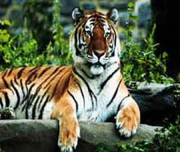 two year old tigress found dead in panna tiger reserve