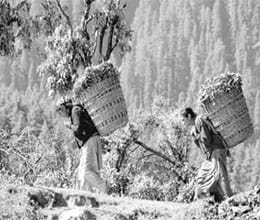 Darjeeling showing path to telangana