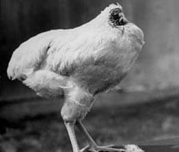 one hen can live for 18 months without head 