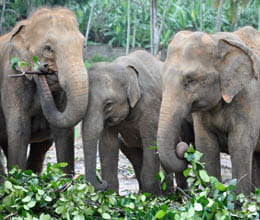 do you think so about elephants