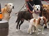 if want progress become doggie