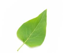 leaf