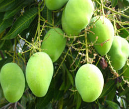 mango leaf importance in hindu rituals 