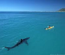 they grip sharks by the tail and beaten