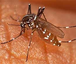no one knows how to avoid malaria