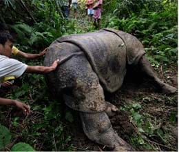terror of hunters in kaziranga national park