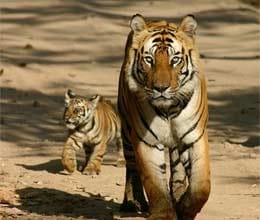 Corbett Jirna zone to open in September