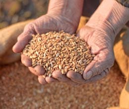 india ranked 66th in terms of food security