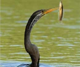 migratory birds arrive at Keoladeo ghana national park
