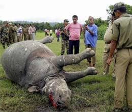 3 more bodies recovered of rhinoceros in kaziranga