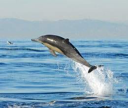 population of ganges river dolphin on the decline