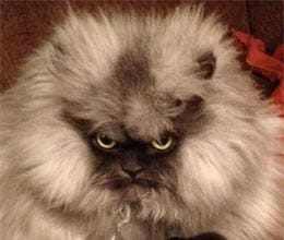 colonal meao cat angry experssion