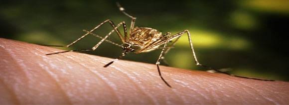 dengu symptoms and precautions 