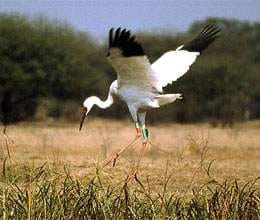 migratory birds came before time in keoladeo park