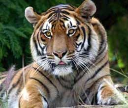 question raised on save tiger campaign