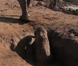 Baby elephant rescued Amboseli Trust trapped well