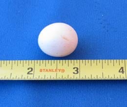 china chicken give smallest egg of the world