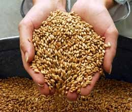 irregulaties in wheat distribution in apl catagory