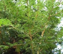 shami leaves auspicious on vijyadashmi 
