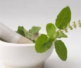 Thorns sprang up in the courtyard of basil