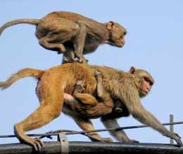 monkeys bite at kakori, 8 people injured
