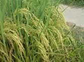 Spend ten thousand per acre increased by the absence of rain