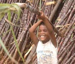 government hikes sugarcane frp by 23 point 5 percent
