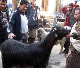 bakrid kurban bakra pair in 4.65 lac