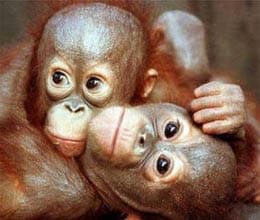 animal cleven then man tool user animal kingdom men 