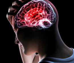 brain size is responsible for crime and behaviour 