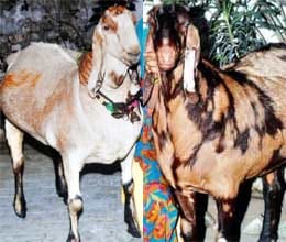 jafar bhai bought goat in four lakhs