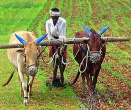 india farm sector performance picks up in recent years phd chamber