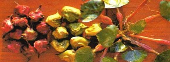 water chestnut benefits in winters