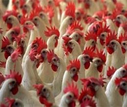 more than 220 chickens and ducks dead in bengalooru 