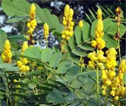 foreign herbal plant found in lakhmipur 