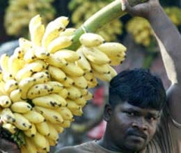 will banana be only food to survive 