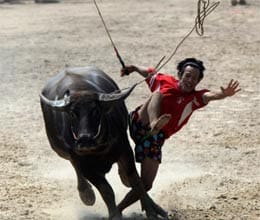 bufello race in thailand since150 years