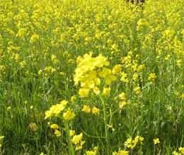 government increase minimum support price mustard