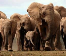 controversy over  contraception for elephant