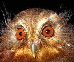 owl catch in delhi ceremony in banaras