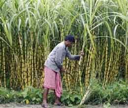 crushing session starts in jind sugar mill