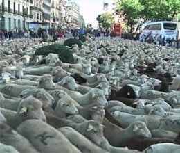 australia will not send animals to pakistan 