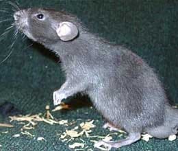 rats eat wheat worth one thousand crore in up