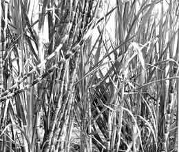 sugarcane farmers will go over