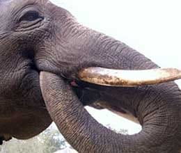 elephant mimics korean with help of his trunk